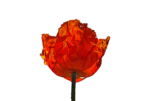 Oriental poppy illustration
