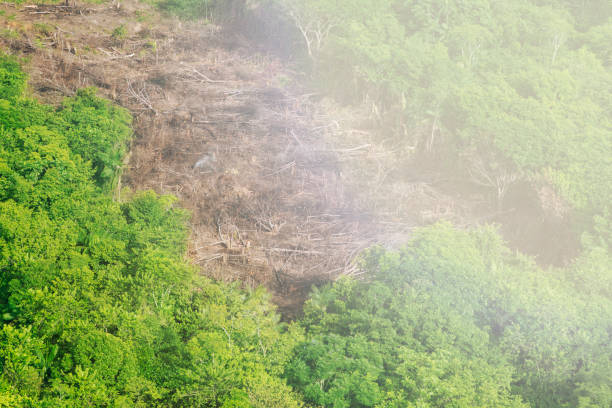 desmatamento na amazônia - landscape aerial view lumber industry agriculture - fotografias e filmes do acervo