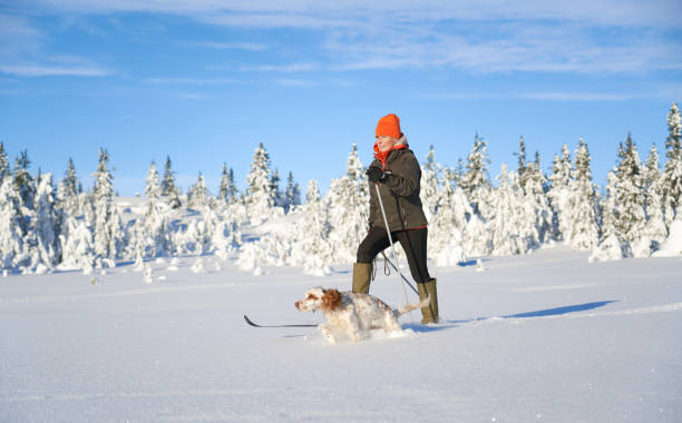 esqui cross-country com cachorro nas montanhas, synnfjell oppland county noruega - vibrant color forest ice snow - fotografias e filmes do acervo