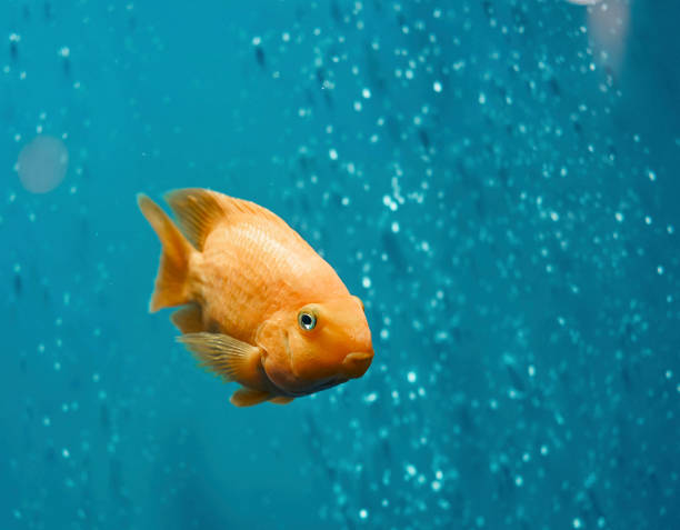 istock Golden fish swim in blue water 917869898