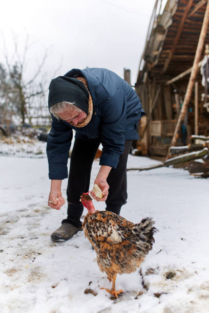 istock Old peasant woman feeding chicken 917869948