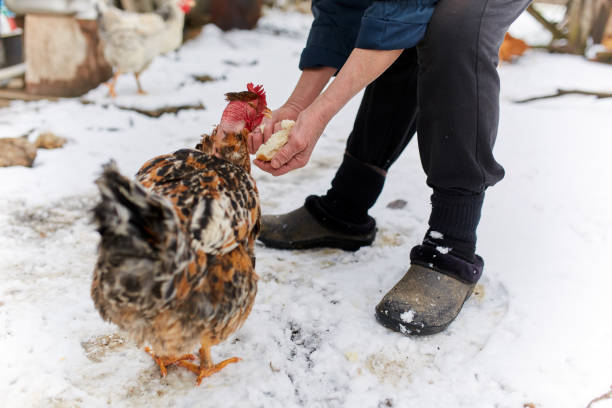 istock Old peasant woman feeding chicken 917869950