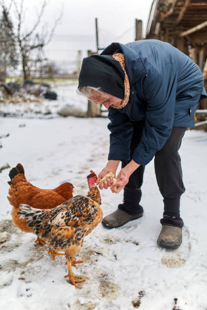 istock Old peasant woman feeding chicken 917869956