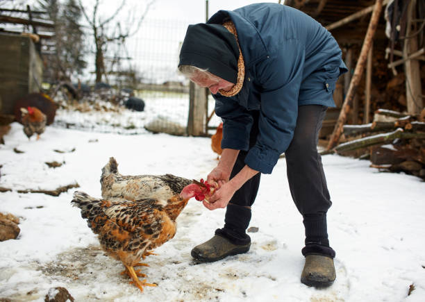 istock Old peasant woman feeding chicken 917869958