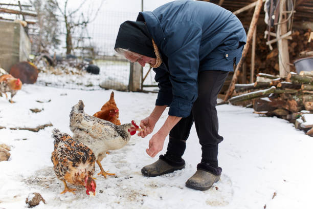istock Old peasant woman feeding chicken 917869960