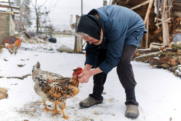 istock Old peasant woman feeding chicken 917869966