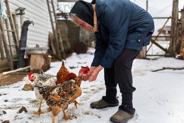 istock Old peasant woman feeding chicken 917869974