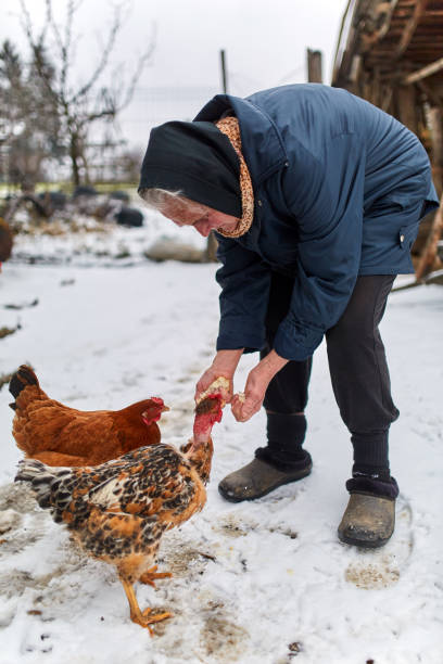 istock Old peasant woman feeding chicken 917869980