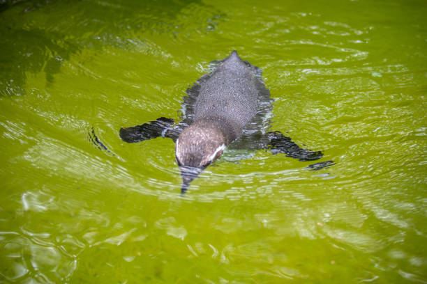 istock Penguin in aquarium pool in a Zoo, Berlin 917872498