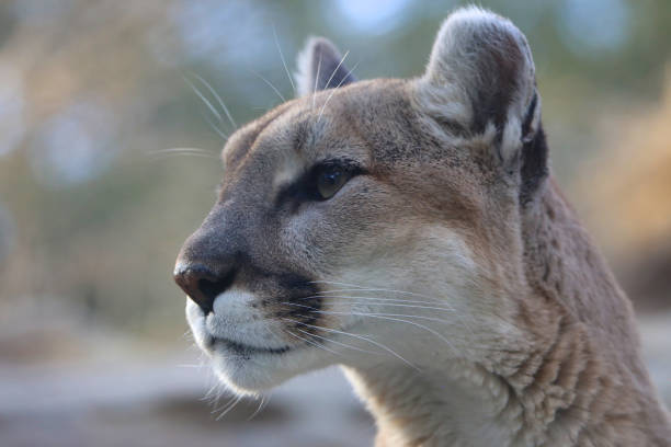 istock Mountain lion close up in captivity 917872796
