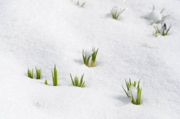 fiori di croco che emergono dalla neve all'inizio della primavera - snow crocus flower spring foto e immagini stock