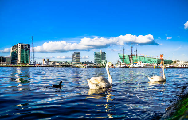 harbor and swan in amsterdam - nemo museum imagens e fotografias de stock