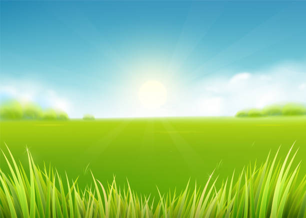 ilustraciones, imágenes clip art, dibujos animados e iconos de stock de campo del prado de verano. fondo de naturaleza con sol, los rayos de sol, paisaje de hierba - meadow summer backgrounds panoramic