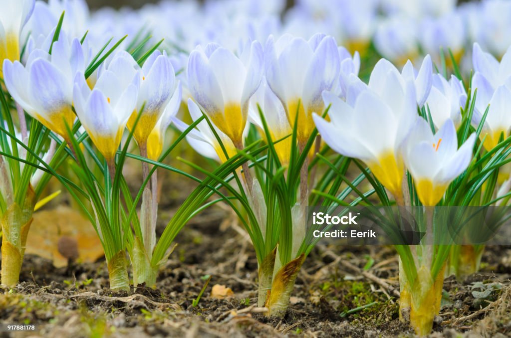 Crocus chrysanthus flores 'Perla azul' a principios de la primavera - Foto de stock de Verano libre de derechos