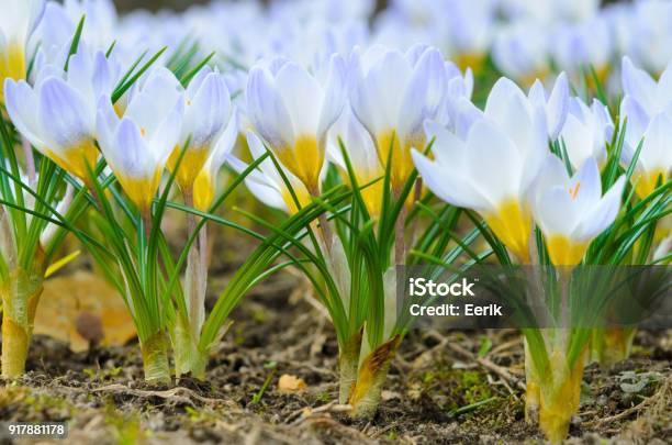 Crocus Chrysanthus Flores Perla Azul A Principios De La Primavera Foto de stock y más banco de imágenes de Verano