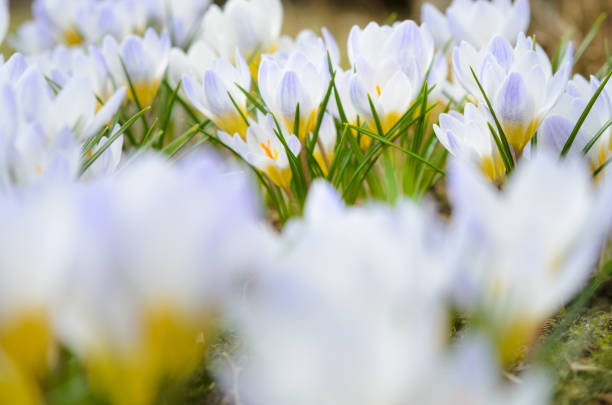 Crocus chrysanthus ‘Blue Pearl’ flowers in early spring