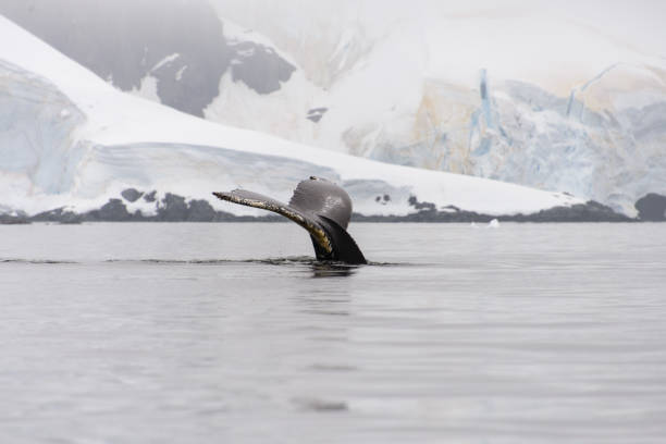 Humpback whale fluke in Antarctic sea stock photo