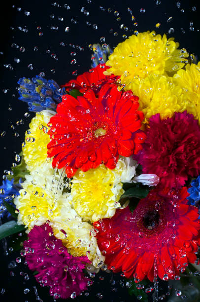 A photo of a bunch of colorful flowers against black background. Selective focus.