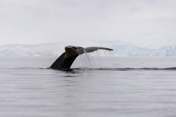 istock Humpback whale fluke with iceberg on background 917882764