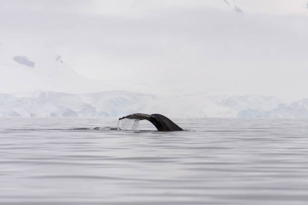 istock Humpback whale fluke with iceberg on background 917884836