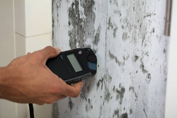 Person Measuring Wetness Of Moldy Wall Close-up Of A Person's Hand Measuring Wetness Of Moldy Wall spore photos stock pictures, royalty-free photos & images