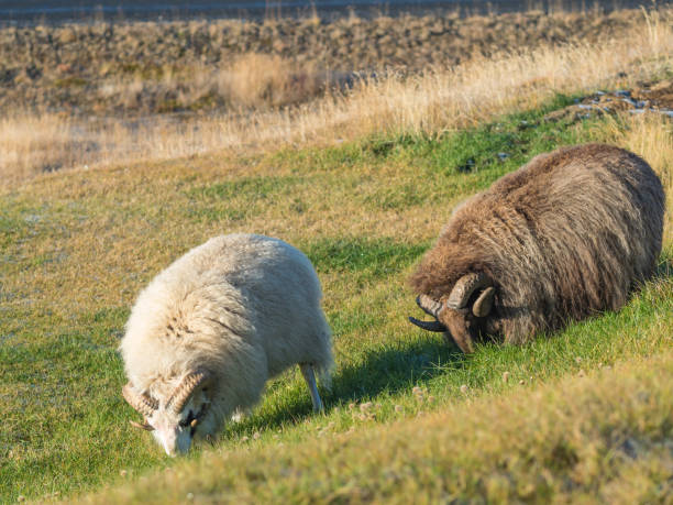 Icelandic Sheep Icelandic sheep grazing happily on grass at lake Mývatn, in the mid-morning sunshine. meek as a lamb stock pictures, royalty-free photos & images