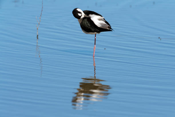 istock Black-necked Stilt Preening Its Back Feathers at the San Jacinto Wildlife Area 917892794