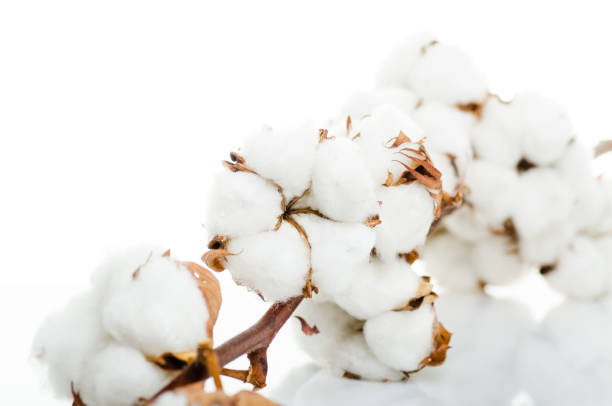 istock Cotton plant flower isolated on white background 917901686