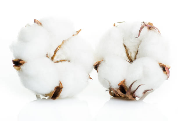 istock Cotton plant flower isolated on white background 917902048