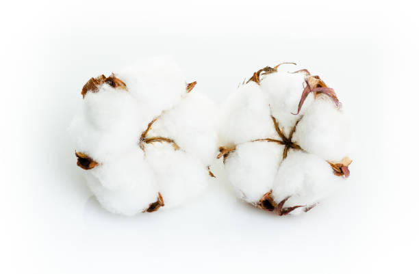 istock Cotton plant flower isolated on white background 917902086