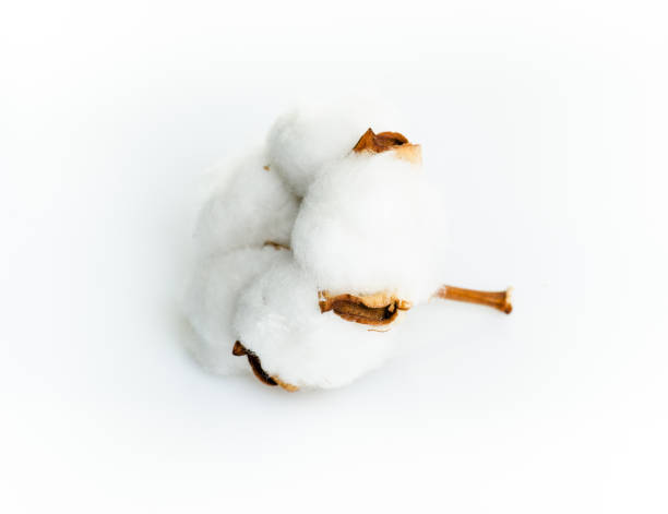 istock Cotton plant flower isolated on white background 917902124