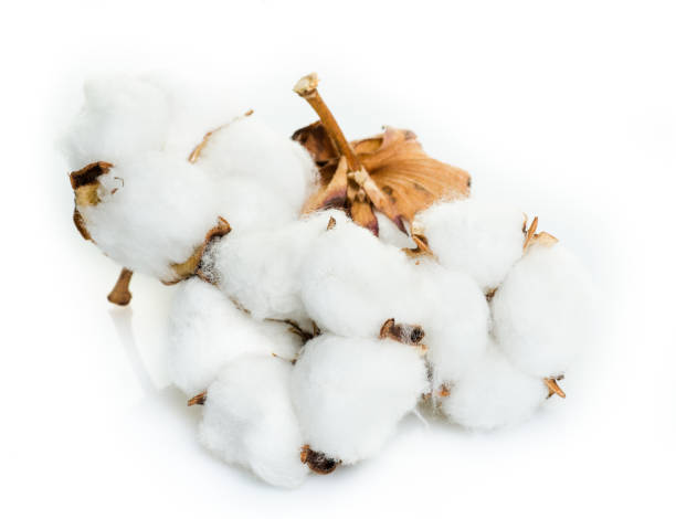 istock Cotton plant flower isolated on white background 917906726