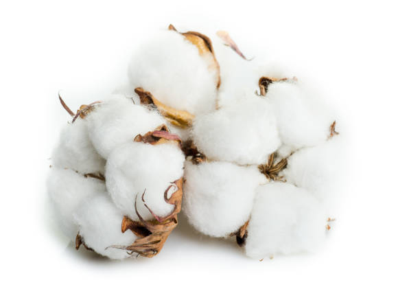istock Cotton plant flower isolated on white background 917906786