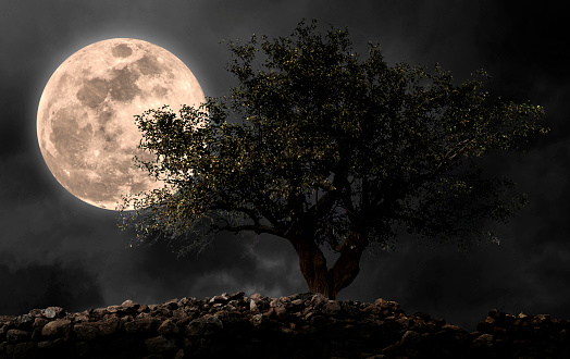 Full moon with tree in night.