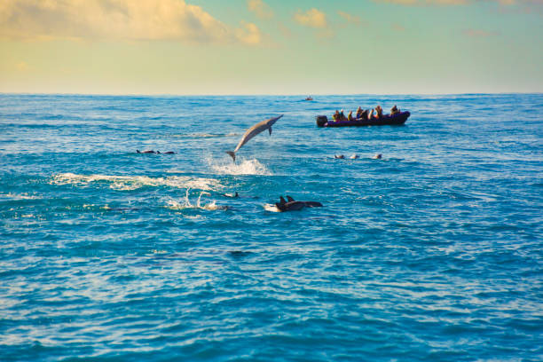 Pod of Spinner Dolphins in Na Pali Coast of Kauai, Hawaii a pod of spinner dolphins in the Hawaiian island, photo taken in the Na Pali Coast of the island of Kauai, Hawaii north shore stock pictures, royalty-free photos & images