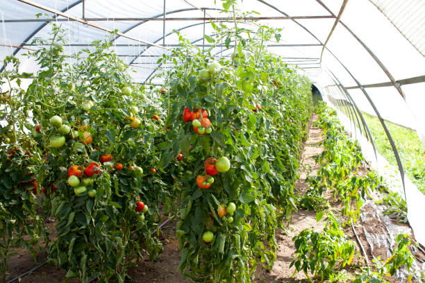 Ripe garden tomatoes ready for picking.