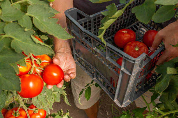 istock Young man gathering tomatoes in greenhouse 917915056