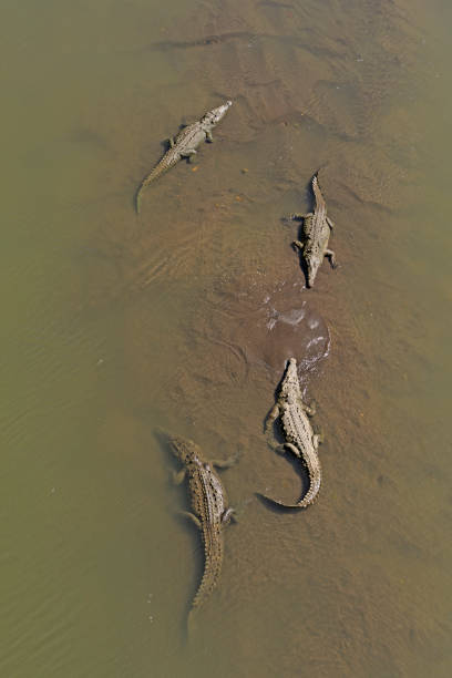 istock Crocodiles Resting on a Mudbank 917915982