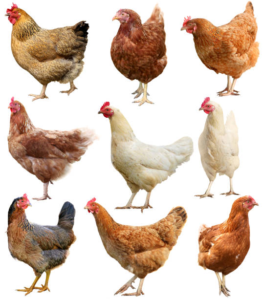 istock Set of chicken isolated on white 917919412