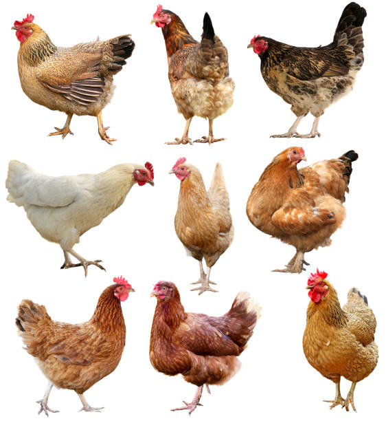 istock Set of chicken isolated on white 917919444