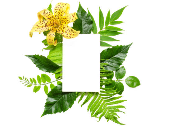 Creative layout with yellow flower, leaves and blank white greeting card isolated on white background