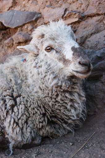 A sheep, Amantani Island, Titicaca lake, Peru