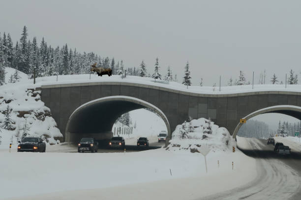 attraversamento dell'alce sul cavalcavia autostradale della fauna animale - canada moose winter snow foto e immagini stock