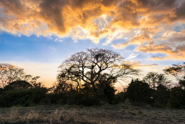 istock Amazing sunset with golden clouds in a crop field 917923232