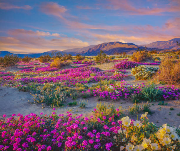 wüste wildblumenwiese im anza borrego desert state park, ca - wildflower california desert spring stock-fotos und bilder