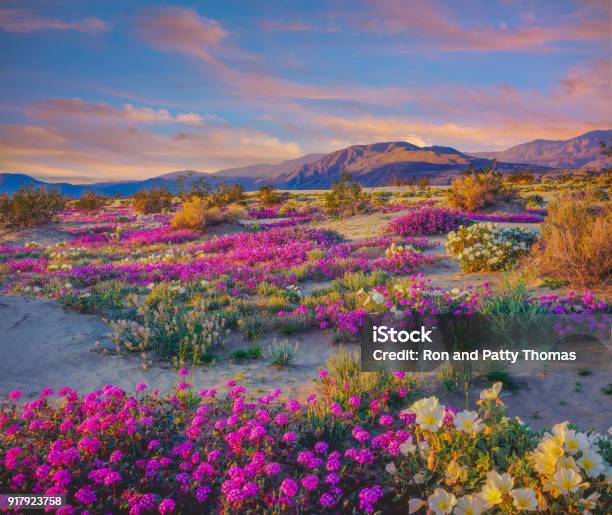 Spring Desert Wildflowers In Anza Borrego Desert State Park Ca Stock Photo - Download Image Now