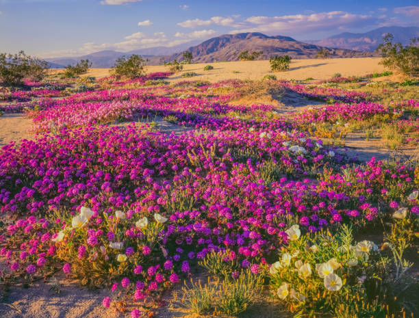 istock Spring desert wildflowers in Anza Borrego Desert State Park, CA 917923780