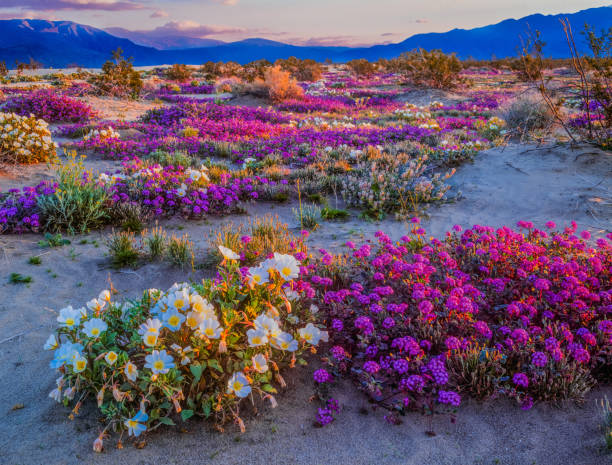 istock Spring desert wildflowers in Anza Borrego Desert State Park, CA 917923794