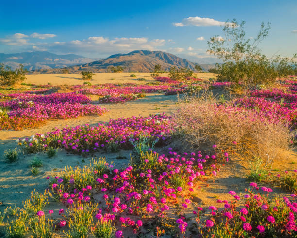 istock Spring desert wildflowers in Anza Borrego Desert State Park, CA 917923812