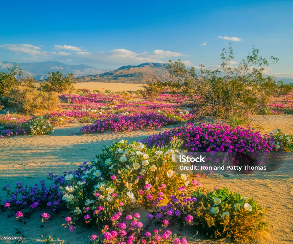 Spring desert wildflowers in Anza Borrego Desert State Park, CA Springtime adventure; desert solitude; a new beginning remote getaway Anza Borrego Desert State Park Stock Photo